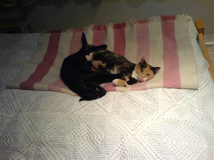 Huskat Rosa - Min bedste ven Sheba billede 3