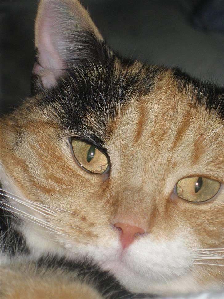 Huskat Rosa - Close up billede 4