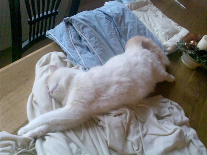 Blanding af racer Olfert billede 9