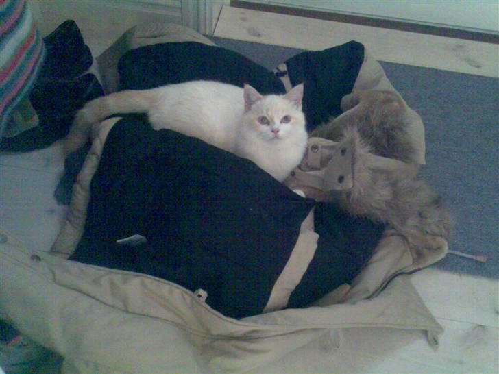 Blanding af racer Olfert billede 10