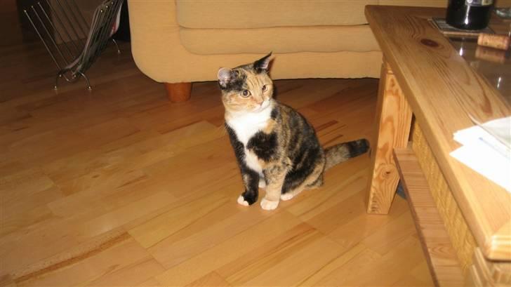 Huskat Rosa - Hvad sker der? billede 5