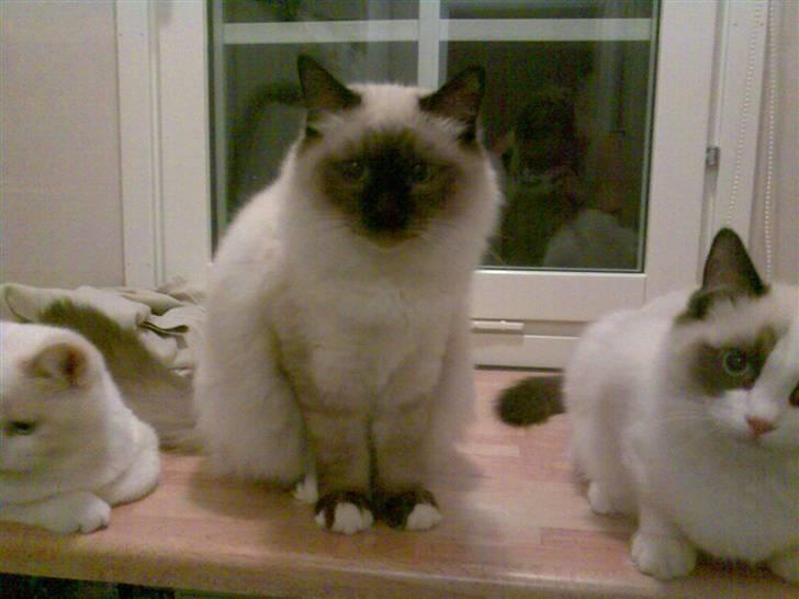 Hellig Birma Morris billede 8