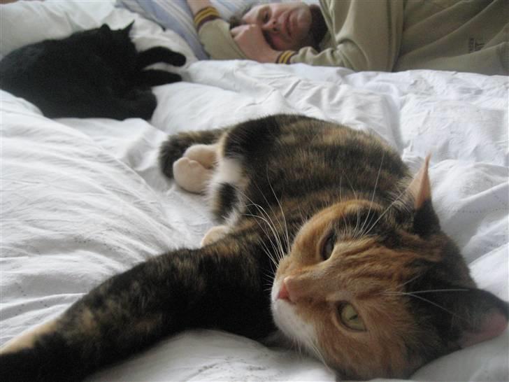 Huskat Rosa - Vi sover til middag billede 6