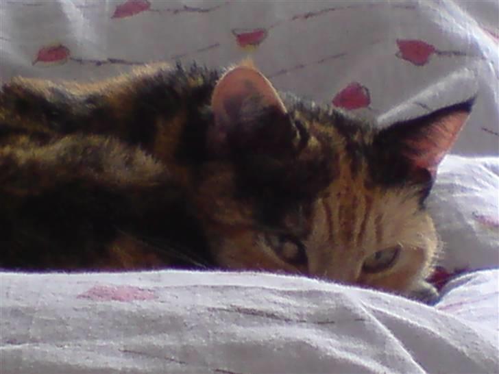 Huskat Rosa - Kommer du nu der igen med kameraet! billede 7