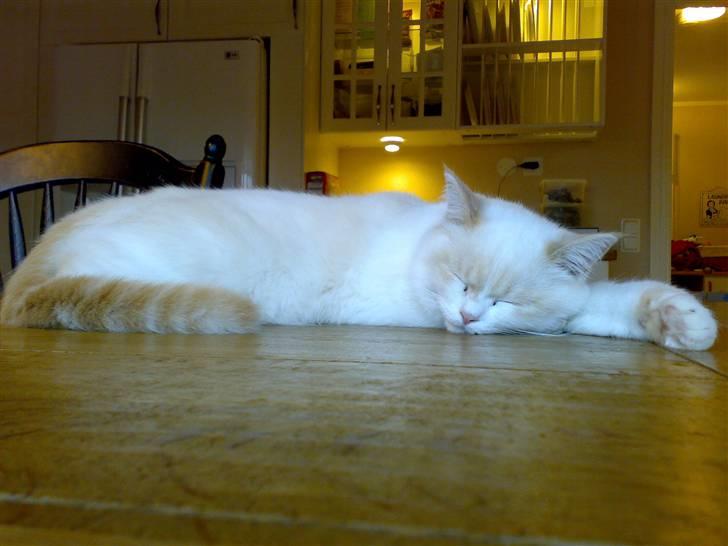 Blanding af racer Olfert billede 11