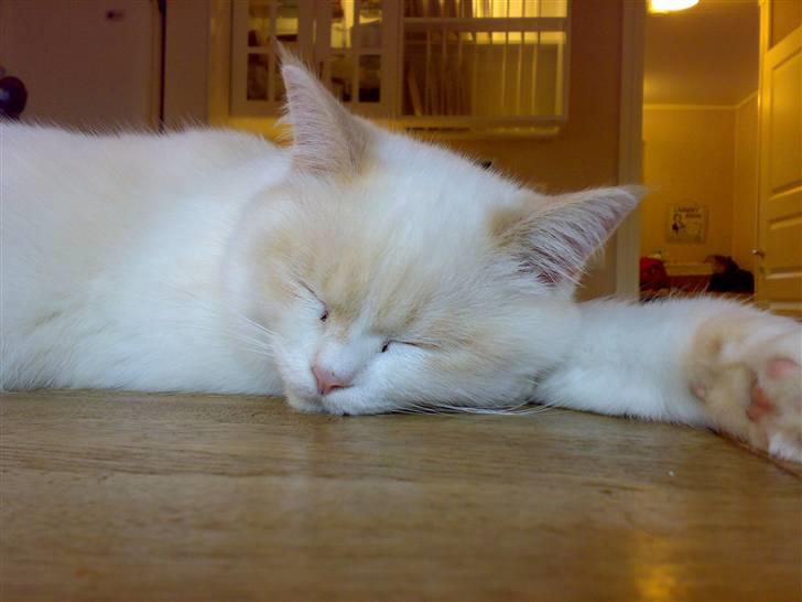 Blanding af racer Olfert billede 12