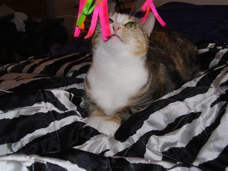 Huskat Venus billede 1