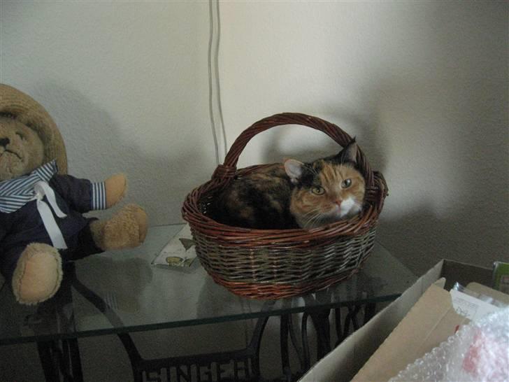 Huskat Rosa - En sikker plads i flytterodet  billede 8