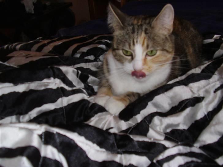 Huskat Venus billede 2