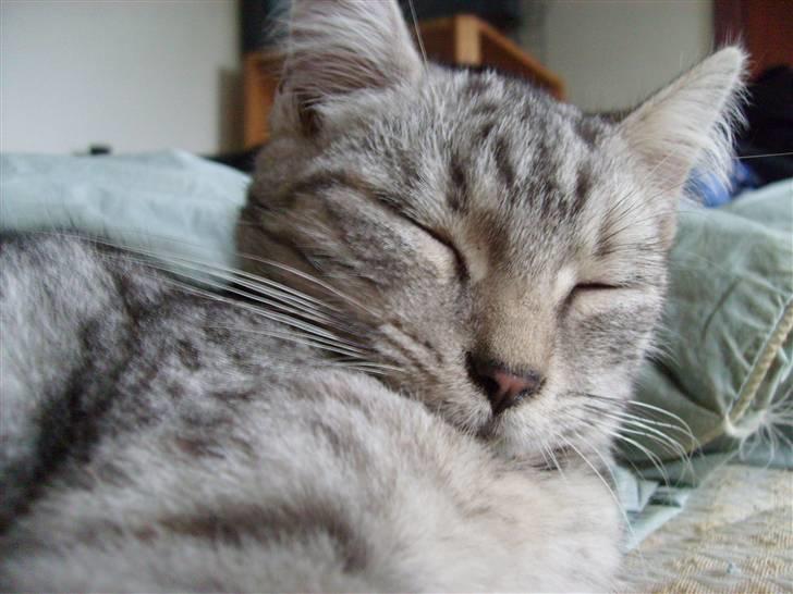 Huskat Trunte billede 20