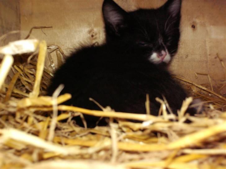 Blanding af racer Kaj billede 1