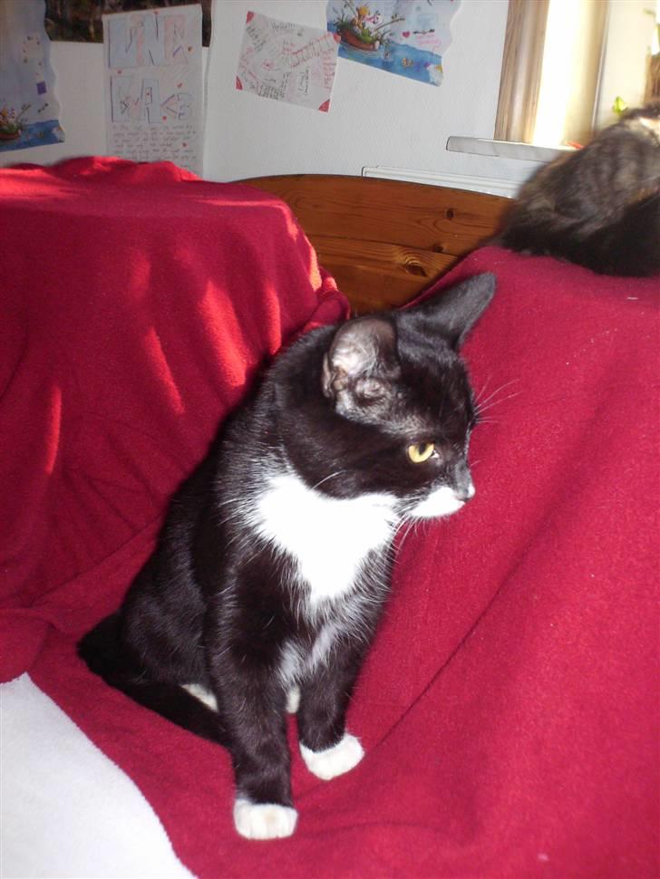 Blanding af racer Kaj billede 2