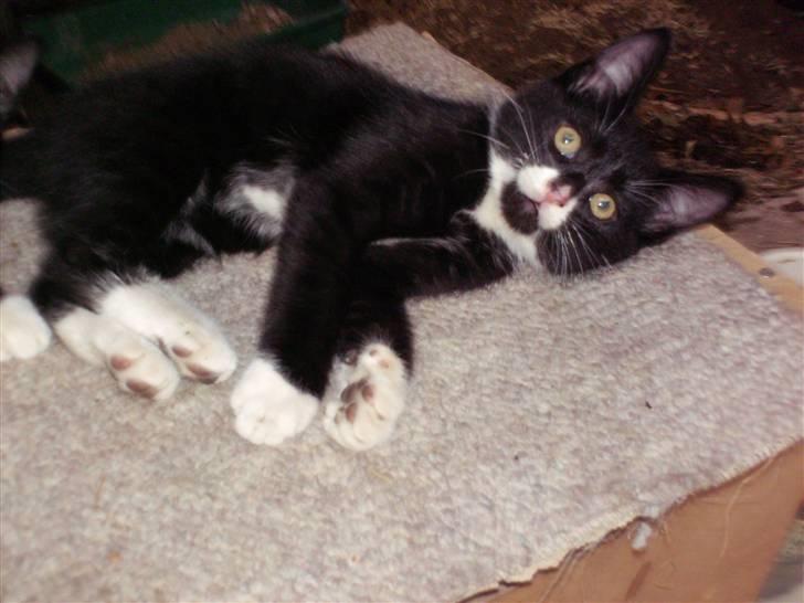 Blanding af racer Kaj billede 3