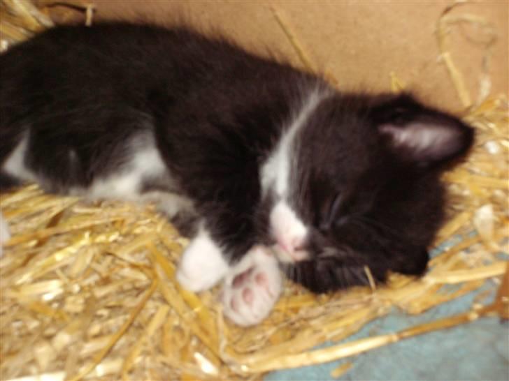 Blanding af racer Kaj billede 4