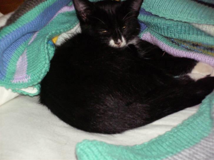 Blanding af racer Kaj billede 5