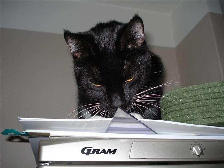 Huskat Gunnar <3 billede 18