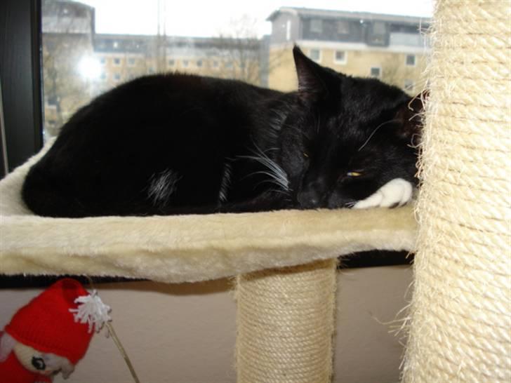 Huskat Gunnar <3 billede 19