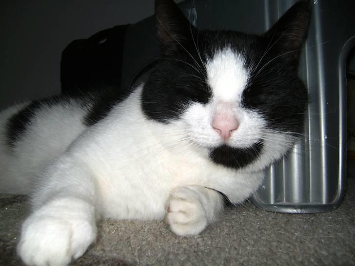 Huskat Figaro <'3 - Velkommen til Figaro´s Profil! (: billede 1