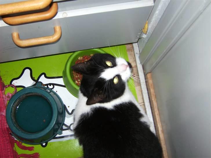 Huskat Figaro <'3 - Halløj! ;P billede 2