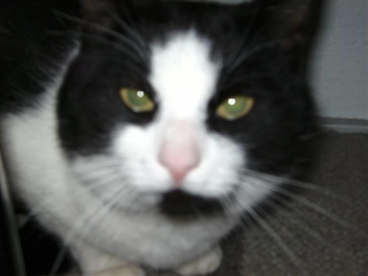 Huskat Figaro <'3 - Min smukke misser <´3 :´) billede 3