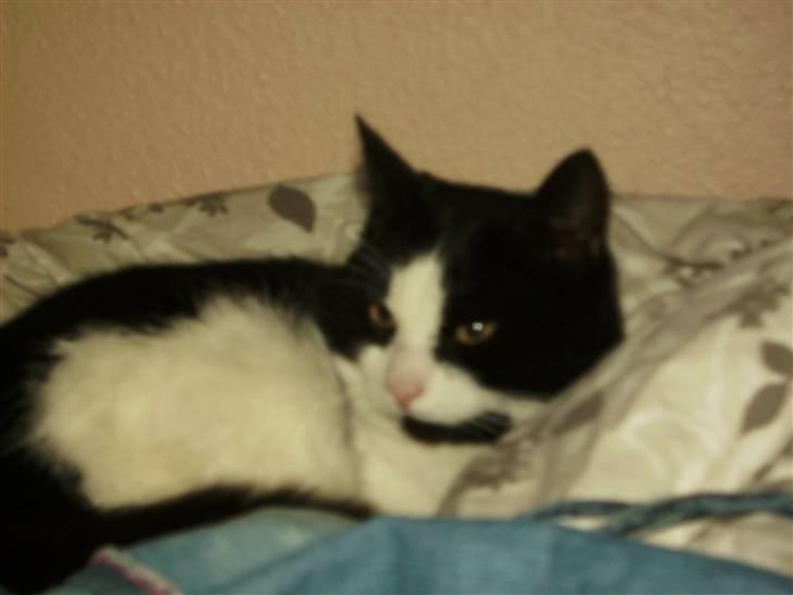 Huskat Figaro <'3 - Sovetrynen. <´3 billede 4