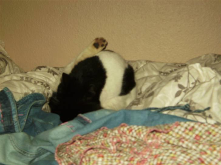 Huskat Figaro <'3 - Han er ogs renlig. (: billede 5