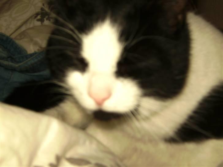 Huskat Figaro <'3 - Hmmprf.. :D billede 6