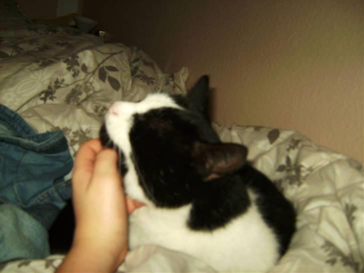 Huskat Figaro <'3 - Elsker at blive kløget. billede 7