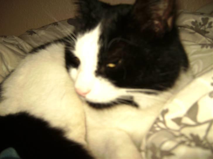 Huskat Figaro <'3 - sååh søød! billede 8