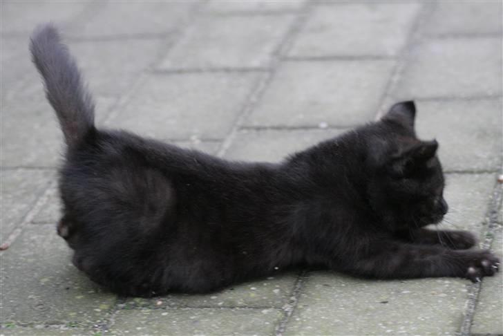 Huskat Otto - jagermis : D billede 6