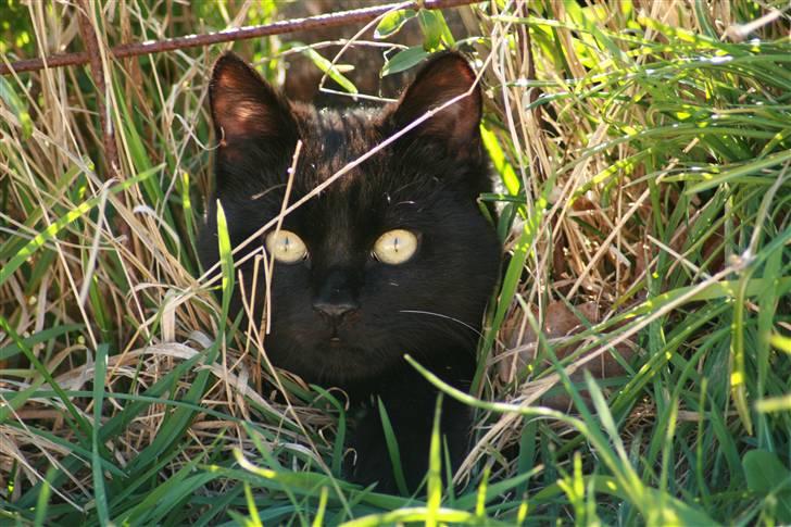 Huskat Otto - sommer 09. billede 7