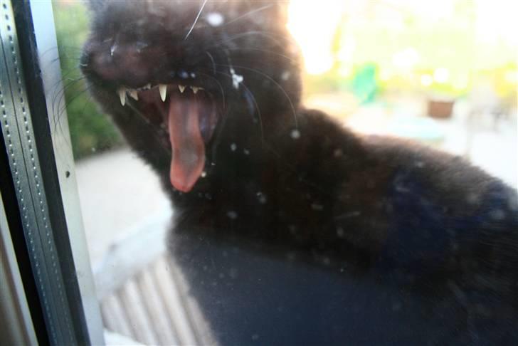 Huskat Otto - der er vist nogen der vil ind.  billede 8