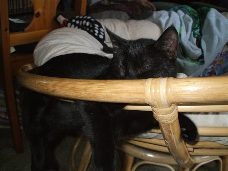 Huskat ¤Minka¤ billede 12