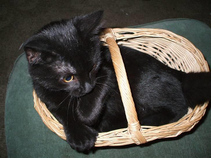 Huskat ¤Minka¤ billede 13