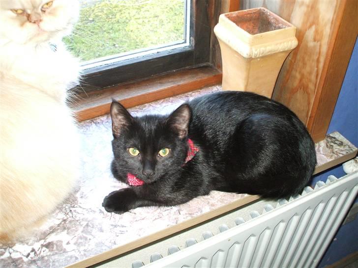 Huskat ¤Minka¤ billede 14