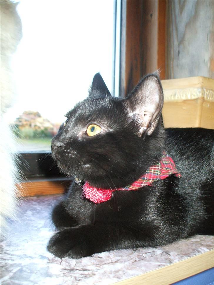 Huskat ¤Minka¤ billede 15