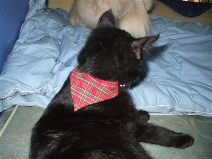 Huskat ¤Minka¤ - her kan man se hendes nye halsbånde billede 16