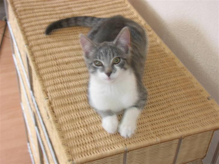 Huskat Connie billede 1