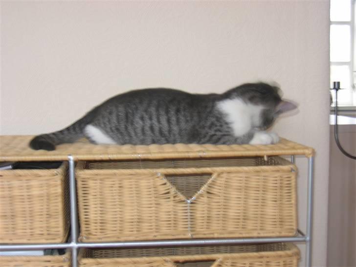 Huskat Connie billede 2