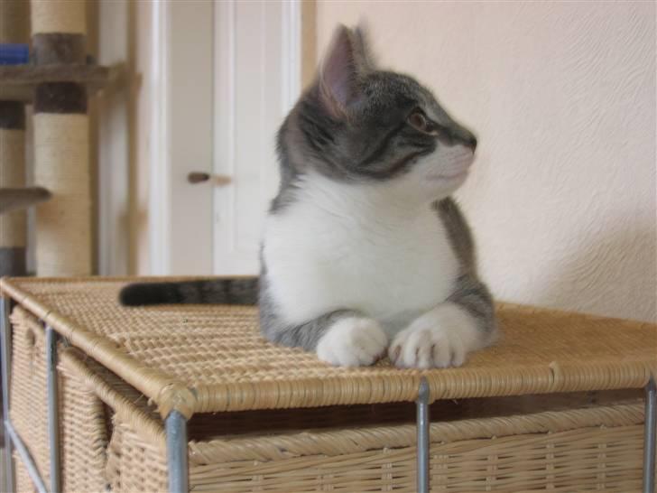 Huskat Connie billede 3