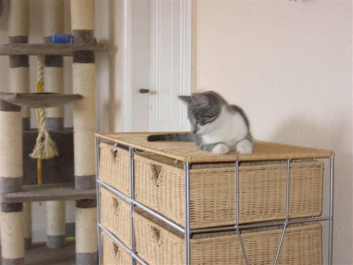 Huskat Connie billede 4