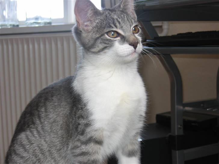 Huskat Connie billede 5