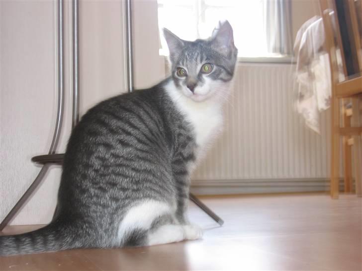 Huskat Connie billede 6