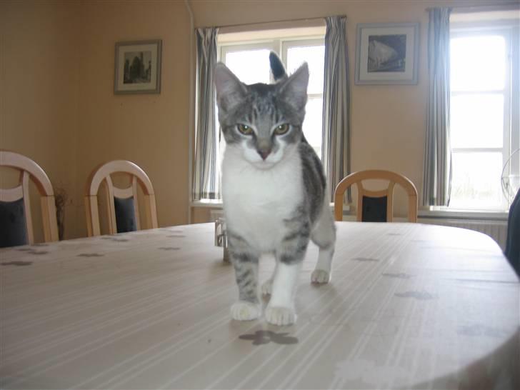 Huskat Connie billede 7