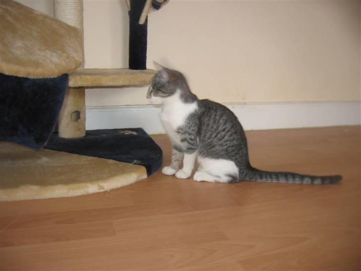 Huskat Connie billede 8