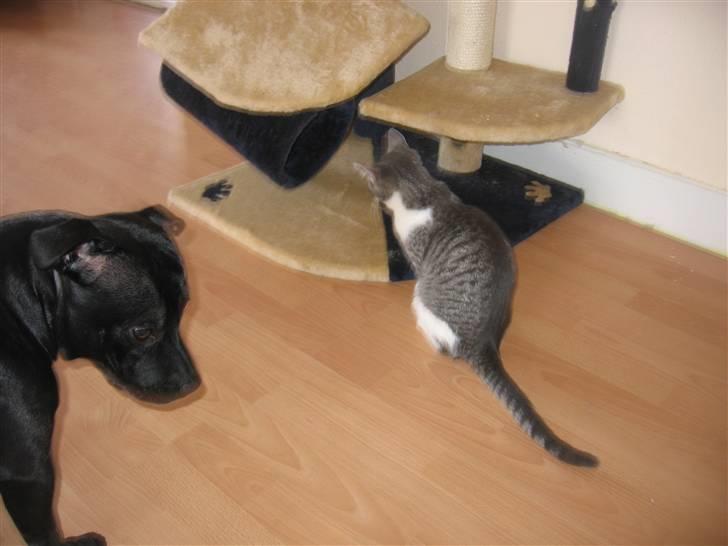 Huskat Connie billede 9