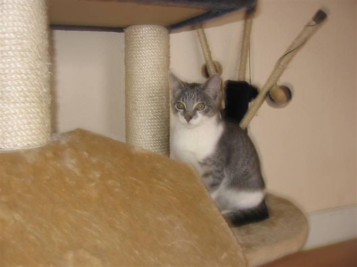 Huskat Connie billede 10