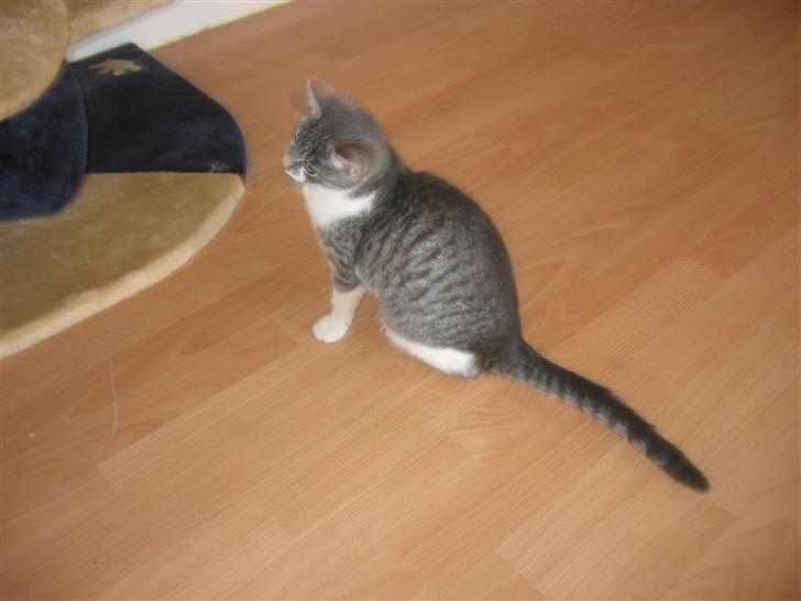 Huskat Connie billede 11