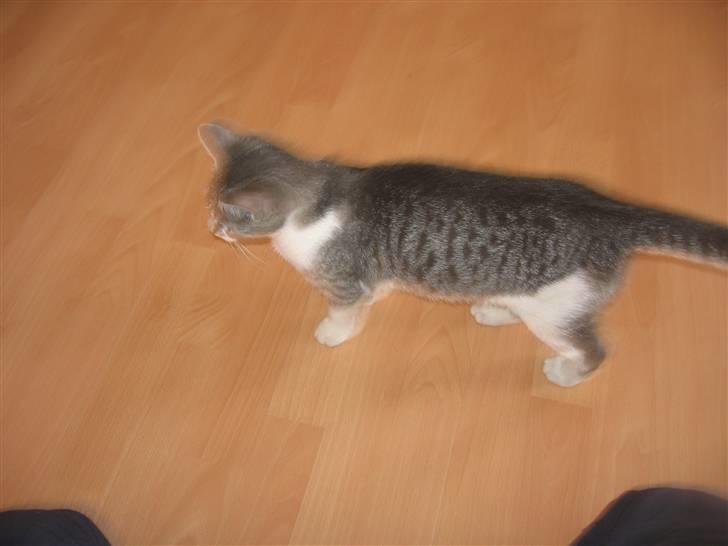 Huskat Connie billede 12