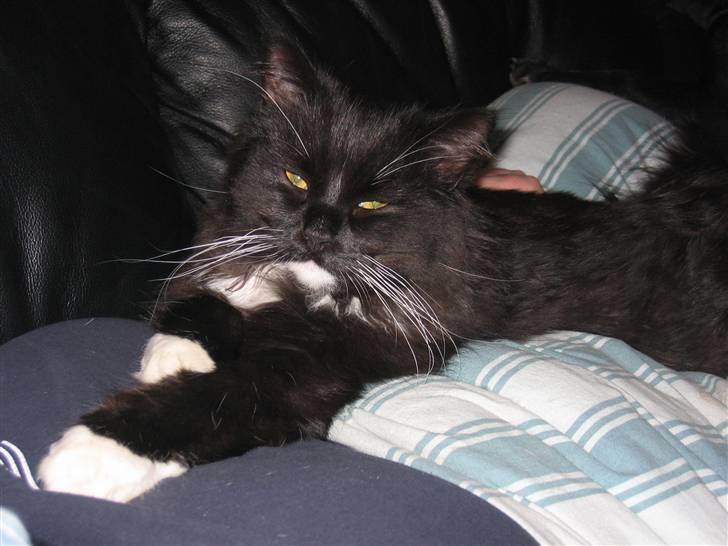 Blanding af racer Arne R.I.P 16/2/2009 billede 1